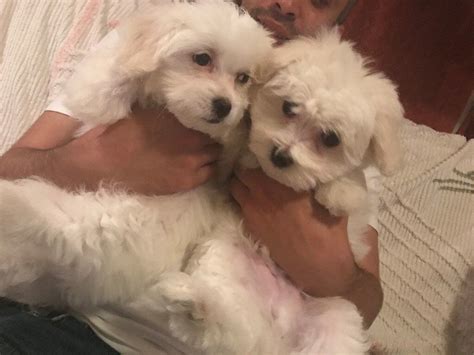 Beautiful Bichon Maltese Puppies For Sale! | in Oxford, Oxfordshire | Gumtree