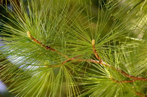 georgia pine tree identification - Perfect Partner Blook Picture Show