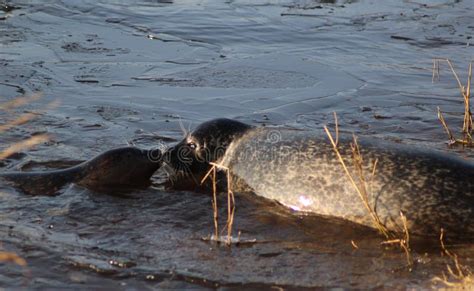 Harbor seals swimming stock image. Image of friesland - 84946951