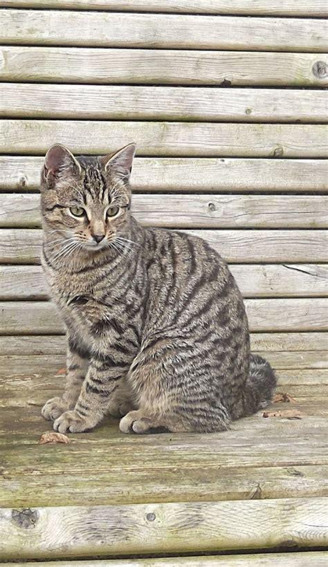 Mackerel tabby cat by ray7399 | ePHOTOzine