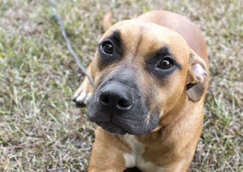 Brown Pitbull Boxer Mix Puppy