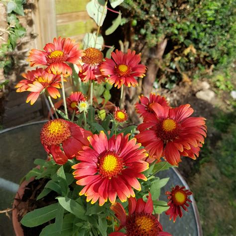 Gaillardia x grandiflora 'Fanfare Blaze', Blanket Flower 'Fanfare Blaze ...