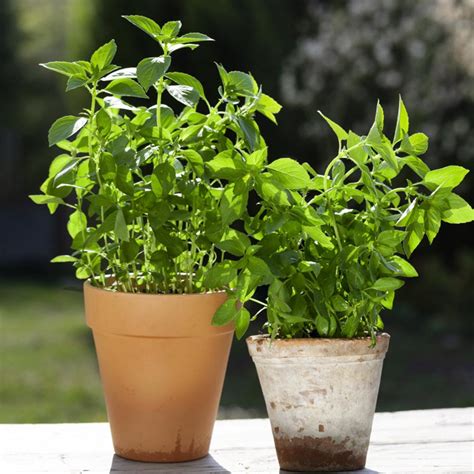 Basil Seeds - Lemon Basil Herb Seed