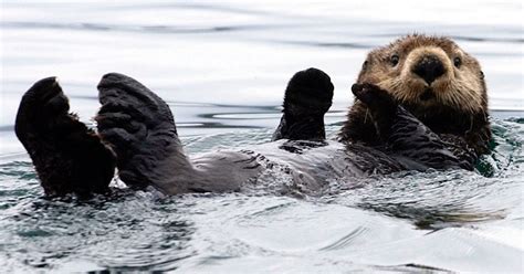 Alaska official has cute little sea otters in his sights