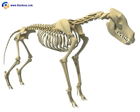 Wolf Skeleton by Gandoza on DeviantArt