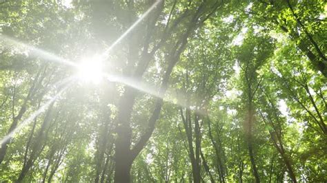 summer forest trees. nature green wood sunlight backgrounds., Stock Footage