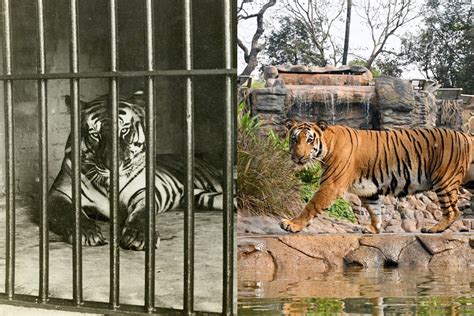 Why zoos can’t completely lock down to keep animals safe.