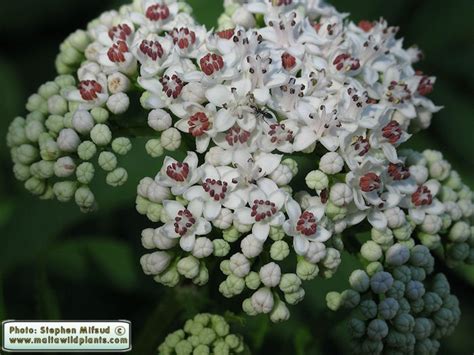 Sambucus ebulus (Dwarf Elder) : MaltaWildPlants.com - the online Flora ...