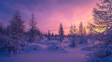 Winter, snow, forest, purple, sunset, trees, snowdrift, nature wallpaper | nature and landscape ...