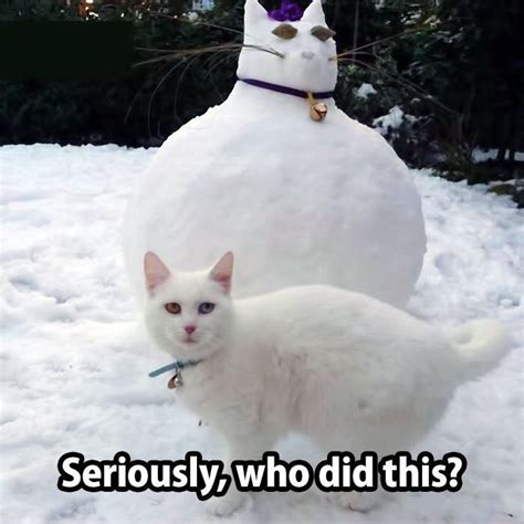 You Think A Snow Cat Is Funny? | Kittens Whiskers