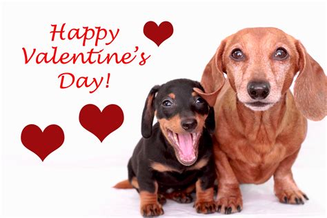 Valentine's Day Puppy Valentines, Valentine Wishes, Happy Valentines ...