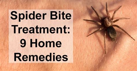 On Spider bites get swelling then follow these cures | NewsTrack English 1