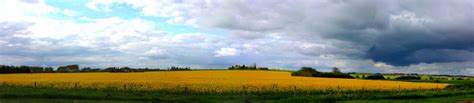 Yellow Field Free Stock Photo - Public Domain Pictures