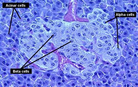 Pancreas: Pancreas Alpha Cells