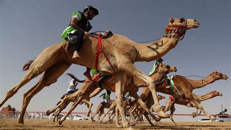 Jockeys compete in camel race in UAE - CGTN