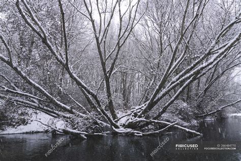 River streaming between snow winter forest — horizontal, tourism ...