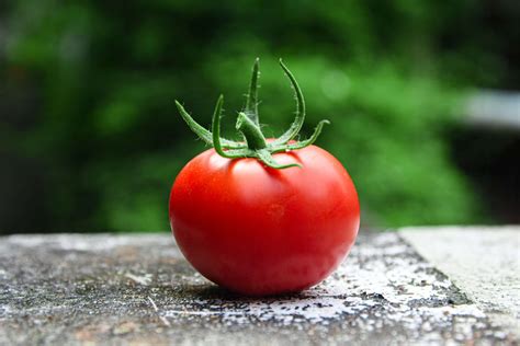 La Tomatina - A Festival You'll Definitely Enjoy! | Language Atlas