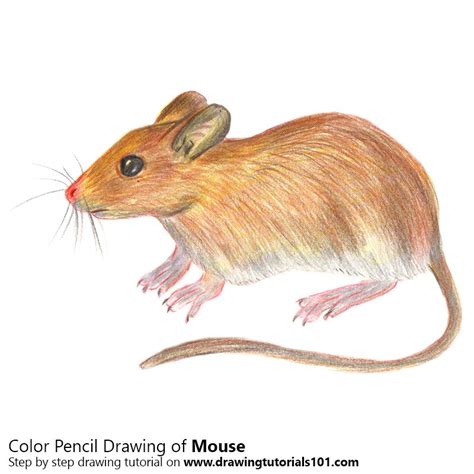 Mouse Drawing at GetDrawings | Free download