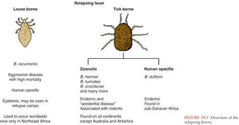 Neuroborreliosis: Nervous System Involvement with Borrelia Species ...