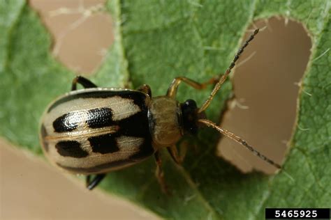 bean leaf beetle (Cerotoma trifurcata)