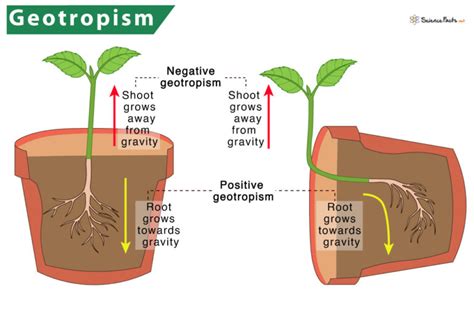 Geotropism (Gravitropism) – Definition & Meaning with Examples