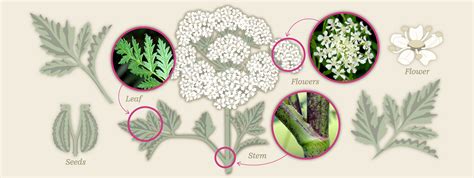 Invasive poison hemlock is the deadliest plant in North America