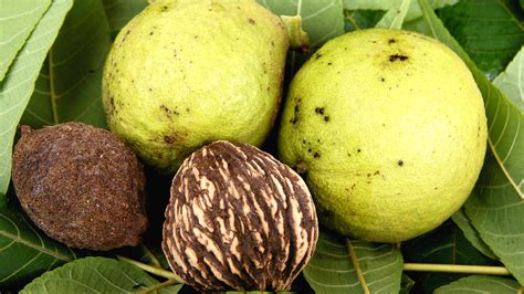 Black walnut: An American Treasure • Arbor Day Blog