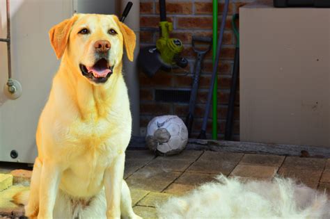 15 Dogs That Shed the Most: Beware of These Heavy Shedders!