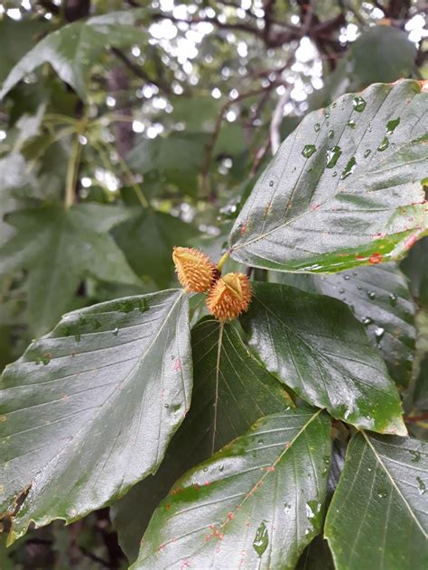 Fagus grandifolia - Trees and Shrubs Online