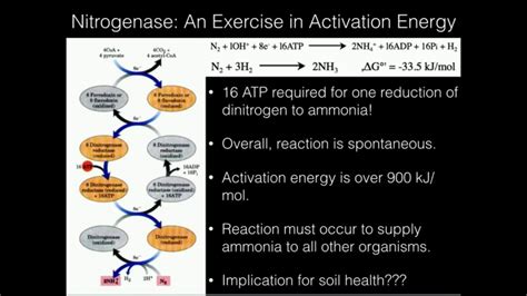 The Nitrogen Cycle and Nitrogenase - YouTube