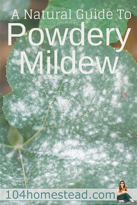 A Natural Guide to Powdery Mildew Treatment