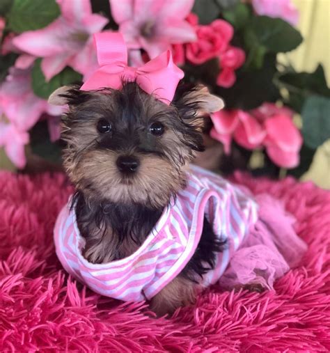 Yorkie puppies, teacup yorkie puppies for sale houston tx | Yorkie puppy for sale, Teacup yorkie ...