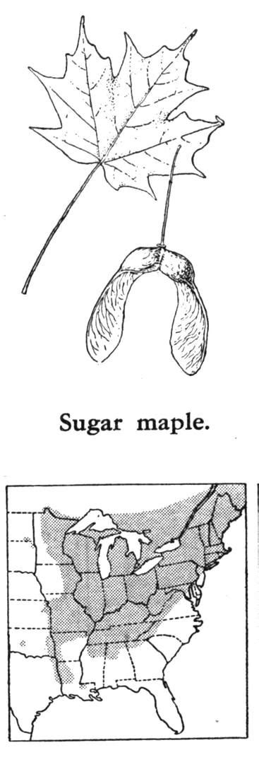 Sugar Maple Identification