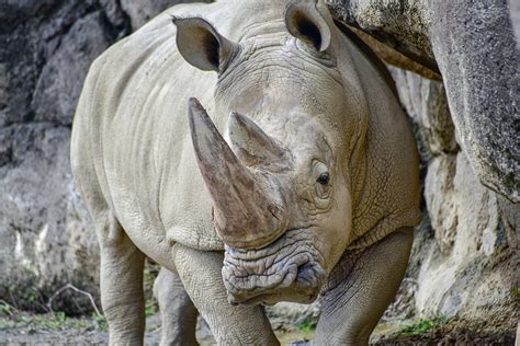 Southern White Rhinoceros | The Maryland Zoo