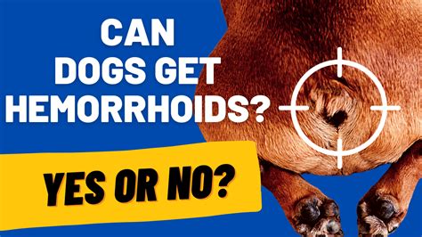 Hemorrhoids in Dogs: Causes, Symptoms, and Treatment (Vet Answers!) - HoundGames