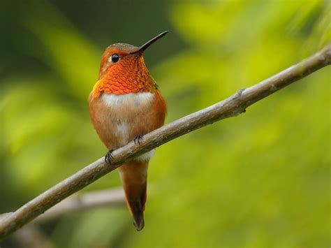 Female Rufous Hummingbirds (Identification Guide: Male vs… | Birdfact