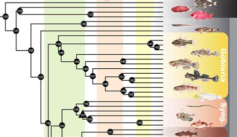 As Dinosaurs Died, New Species Of Fish Filled The Ocean | Paleontology ...