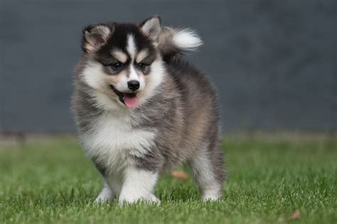 Perro Pomsky, Pomsky Dog, Pomeranian Breed, Pomsky Breeders, Fluffy Dog Breeds, Cute Dogs Breeds ...