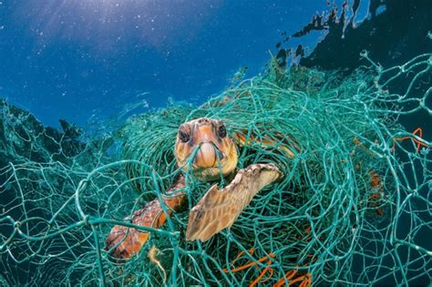 Effects of Plastic Pollution on Marine Life - Plastic Collective