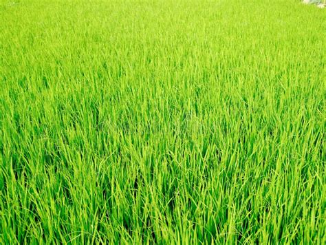 Natural green grass field stock image. Image of crops - 21868079