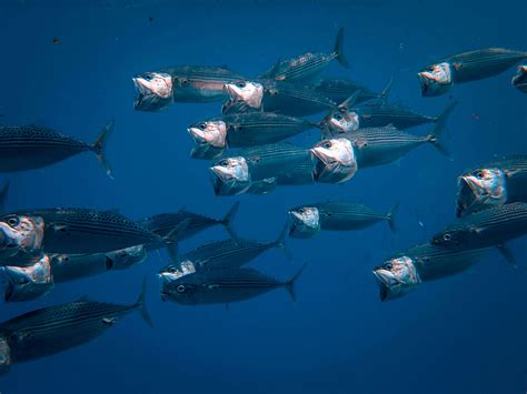 School of Fish in Water · Free Stock Photo