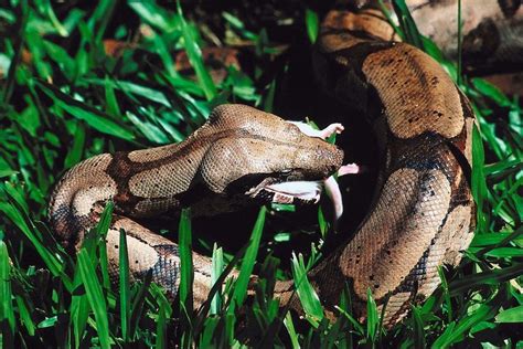 Nature: Observations and Meanings: BOA FAMILY (BOIDAE): Clarity