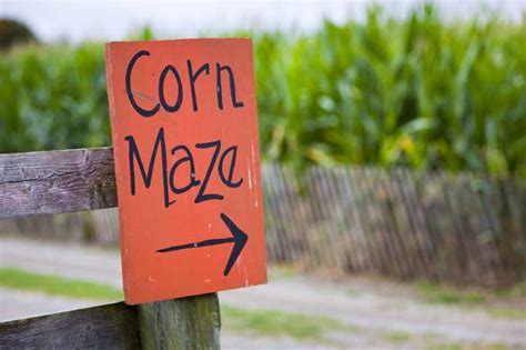 14 Corn Maze Ideas Throughout History | Homesteading Simple Self ...