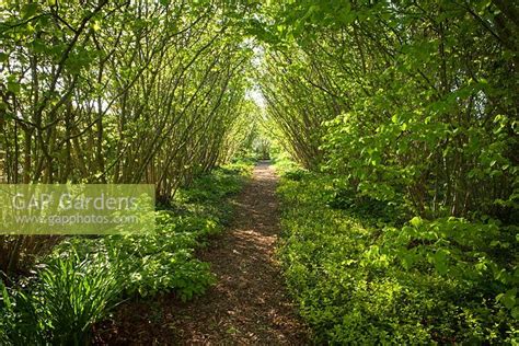 The Nut Walk, lined ... stock photo by Lee Beel, Image: 0527822