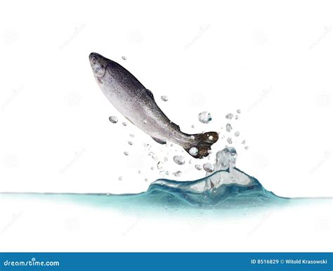 Jumping Out From Water Trout Royalty Free Stock Images - Image: 8516829