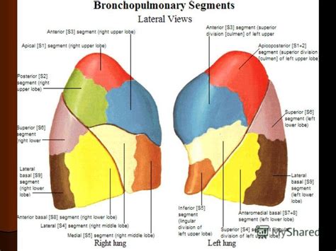 Left Lower Lobe Lung Segments - ovulation symptoms