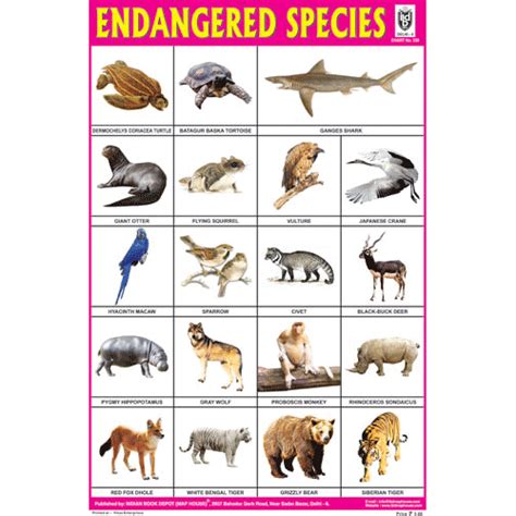 ENDANGERED SPECIES CHART SIZE 12X18 (INCHS) 300GSM ARTCARD