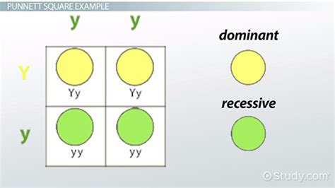 Independent Assortment | Definition, Principle & Examples - Lesson | Study.com