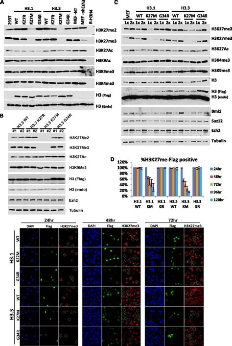 The histone H3.3K27M mutation in pediatric glioma reprograms H3K27 ...