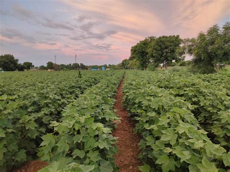 Transitioning from conventional to organic cotton farming — COTTON DIARIES